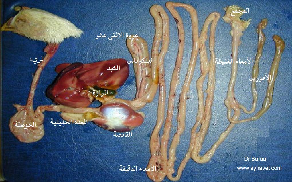 التشريح الداخلي للدجاج