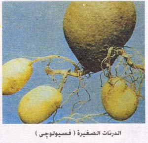 أمراض البطاطس الفسيولوجية