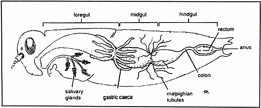 الجهاز الهضمي في الحشرات The Digestive System