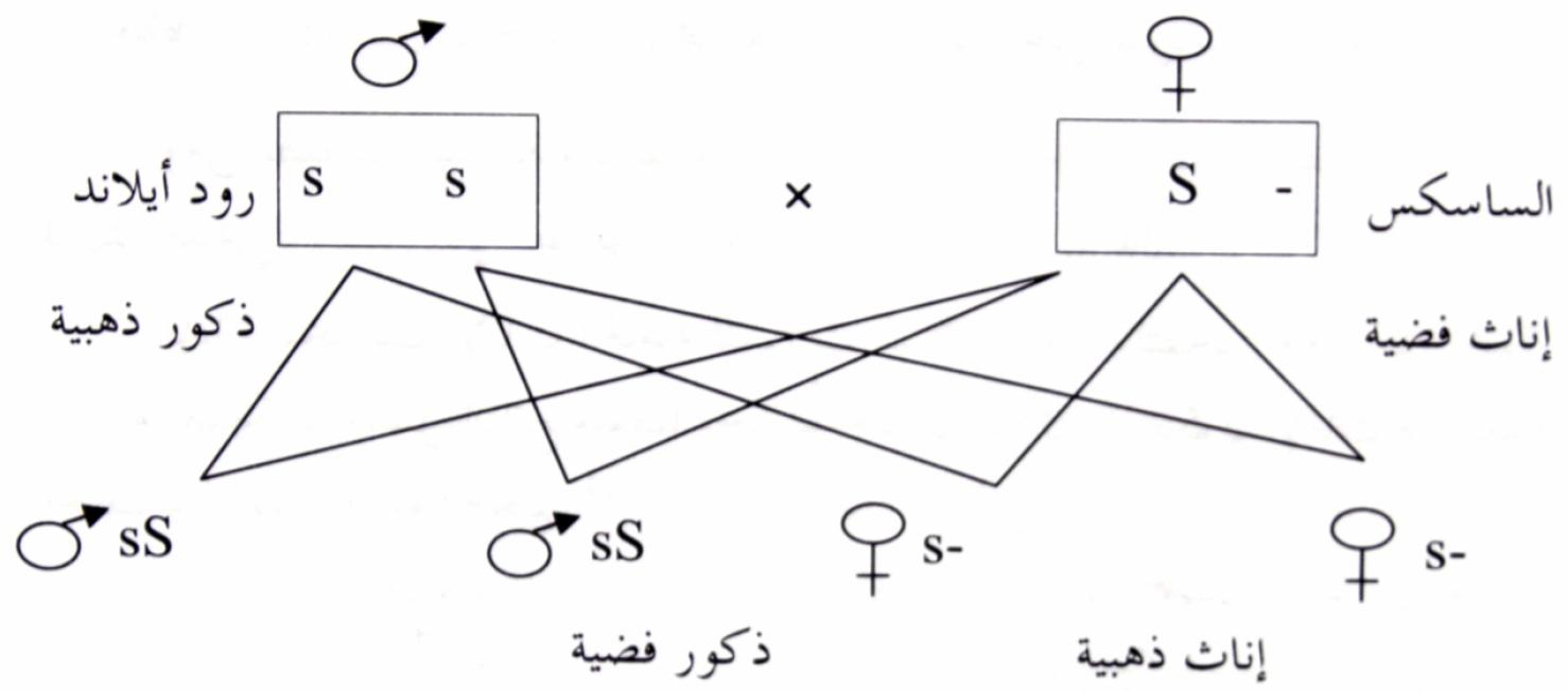 التحسين الوراثي للدواجن