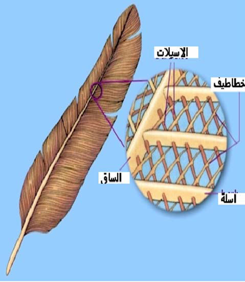 الجهاز الإخراجي في الدجاج Excretory System