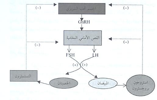 هرمون الإباضة Luteinizing Hormone