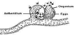 الوصف: vaucheria