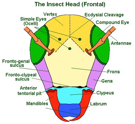 الوصف: http://www.earthlife.net/insects/images/anatomy/head-front.gif