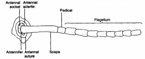 الوصف: http://www.entomology.umn.edu/cues/4015/morpology/antenna.jpg