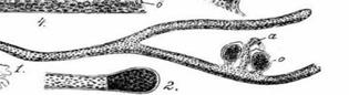 الوصف: ric-wet01282