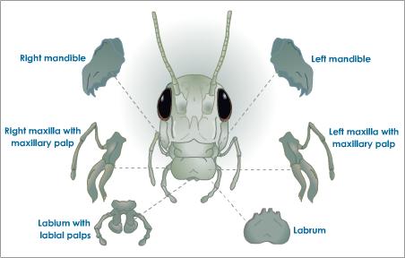 الوصف: http://image.wistatutor.com/content/nutrition/grasshopper-mouth.jpeg