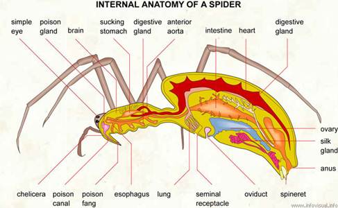 الوصف: http://www.infovisual.info/02/img_en/052%20Internal%20anatomy%20of%20a%20spider.jpg