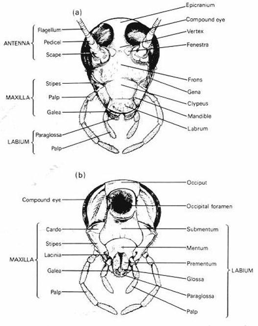 الوصف: fig044.jpg