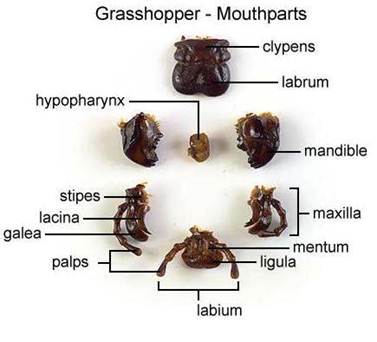 الوصف: http://image.wistatutor.com/content/feed/u2044/grasshopper%20mouthparts.JPG