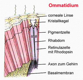 الوصف: C:Documents and SettingsAdministratorسطح المكتبصور عرض حشراتOmma1.GIF