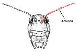 الوصف: http://www.discoverlife.org/nh/id/lucid/Insect_orders/images/antennae.LUCID000051.240.jpg