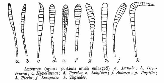 الوصف: http://upload.wikimedia.org/wikipedia/commons/9/9d/Antennae_ctb.png