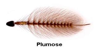 الوصف: plumose01.jpg