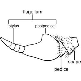 الوصف: stylate.jpg