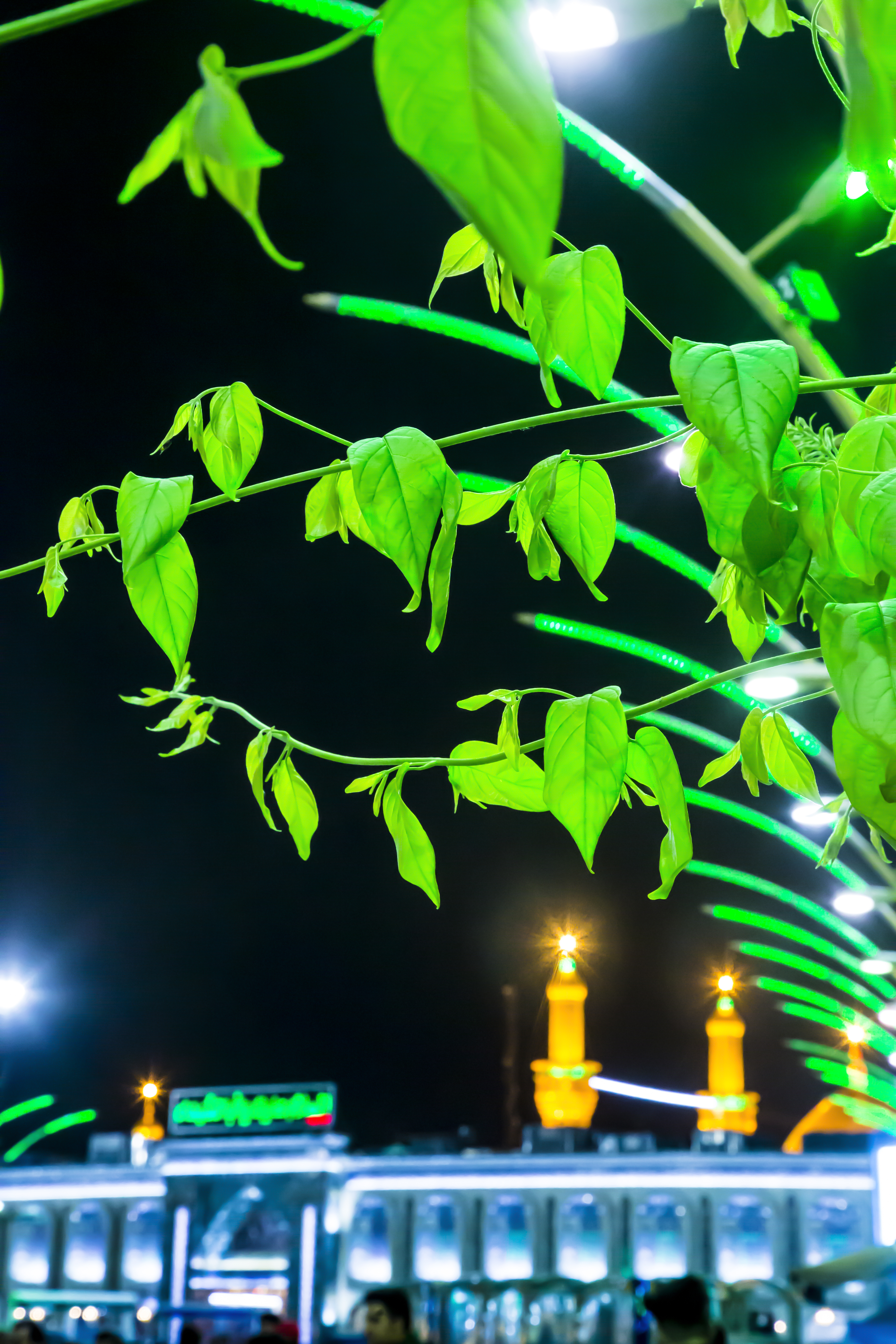 حرم الإمام الحسين (عليه السلام)