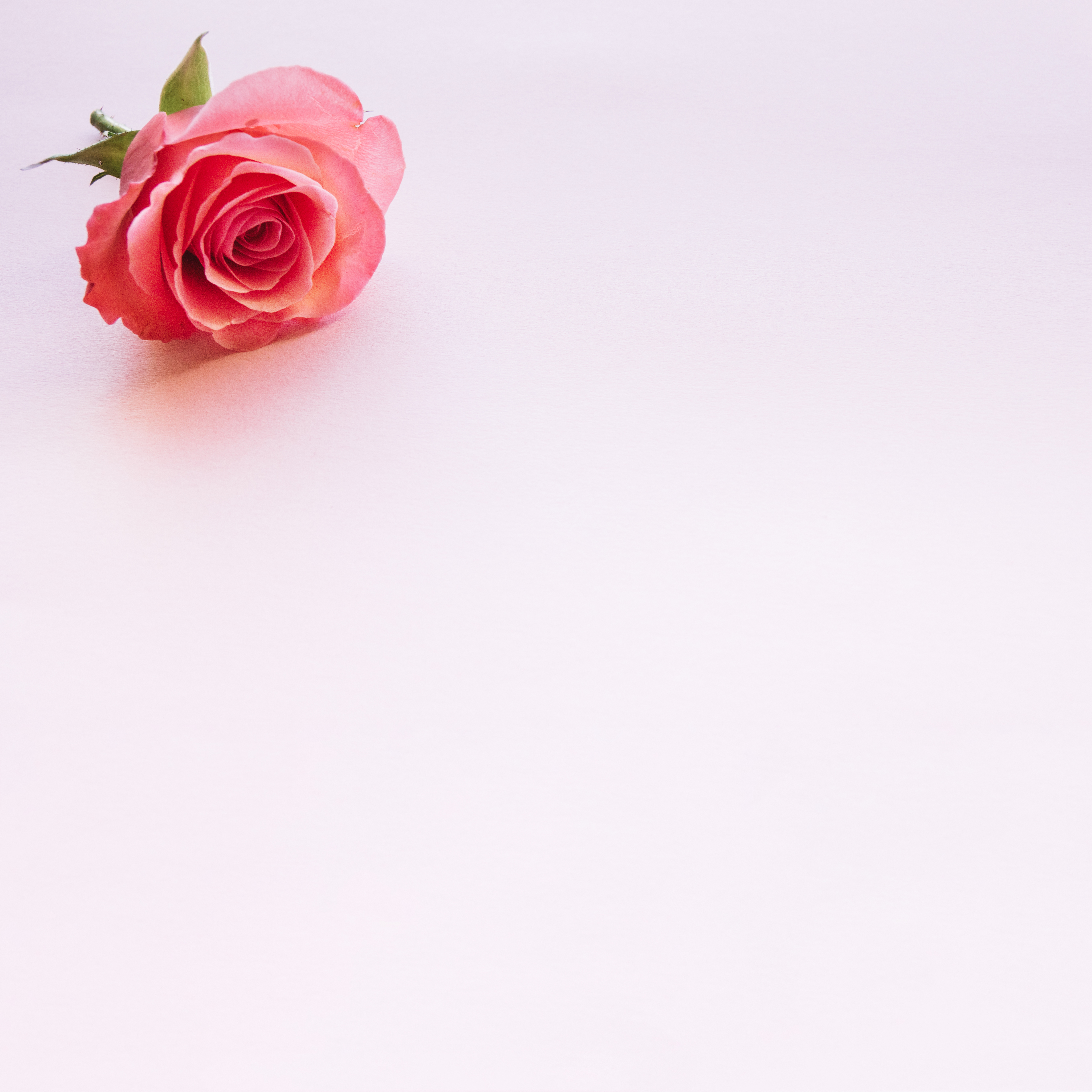 زهور
