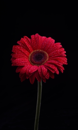 زهور