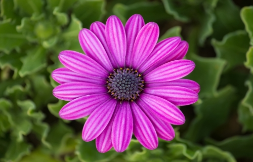زهور