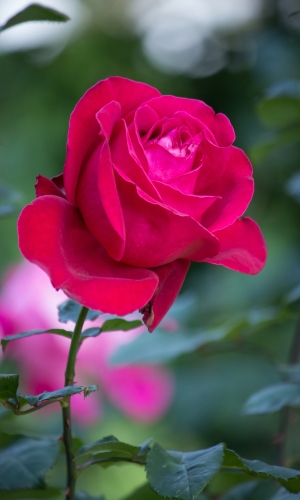 زهور