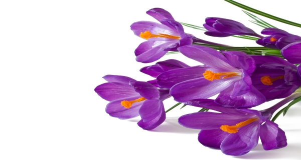 زهور