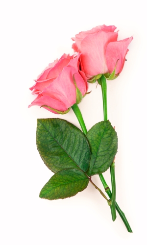زهور