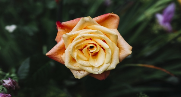 زهور