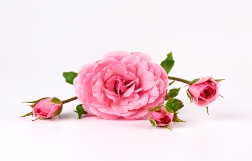 زهور