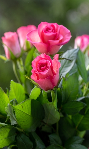 زهور