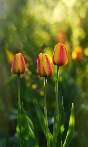 زهور
