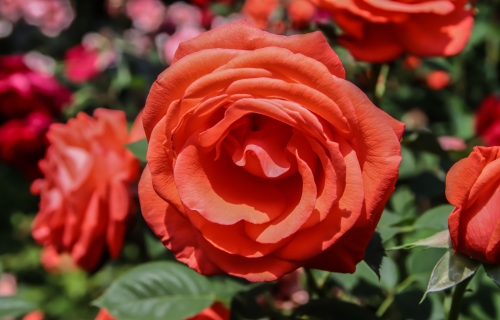 زهور