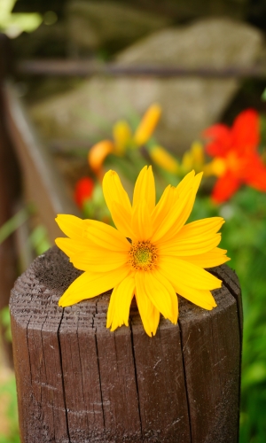 زهور