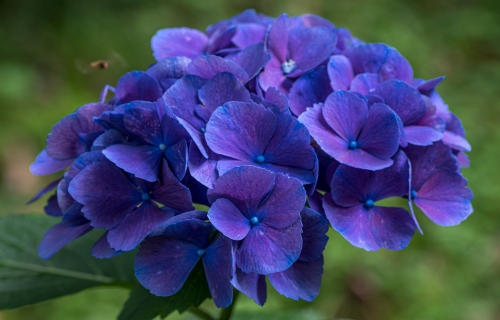 زهور